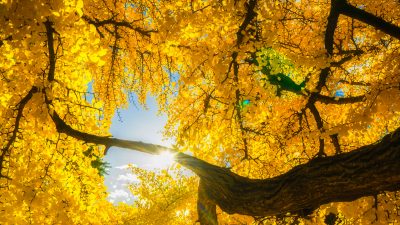 1.400 Jahre alter Ginkgo Baum verzaubert mit goldener Pracht