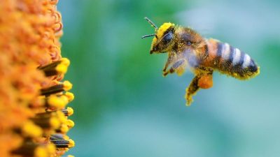 Gefahr für Bienen: Verbot für bestimmte Insektizide