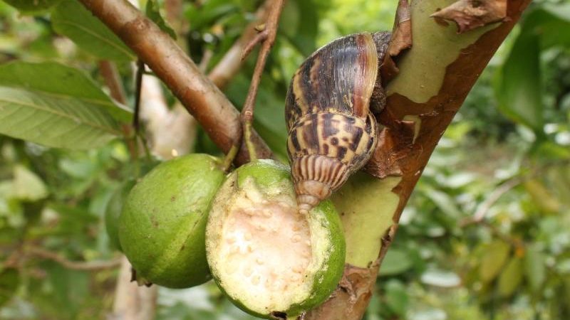 Riesenschnecken erobern den Westen Kubas – Gefahr für Mensch und Tier