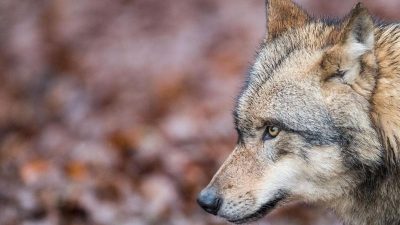 Norddeutschland: Wölfe töteten mehr als 1.000 Nutztiere in 2019