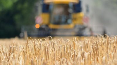 Nach Rekord-Hitze: Bauernverband rechnet mit deutlich schlechterer Getreideernte