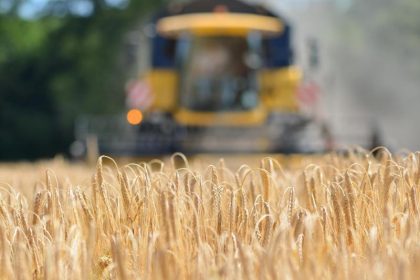 Nach Rekord-Hitze: Bauernverband rechnet mit deutlich schlechterer Getreideernte