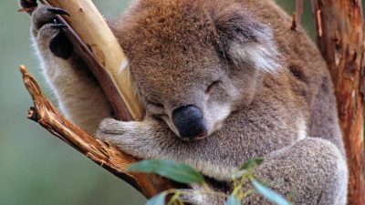 Australien will Koalas mit Millionenprogramm besser schützen