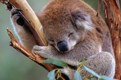 Australien will Koalas mit Millionenprogramm besser schützen