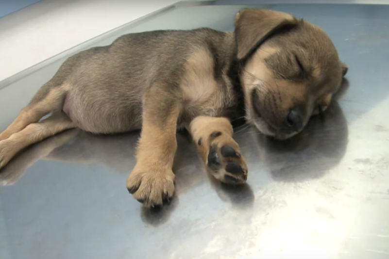 Hundeschmuggler gefasst – Polizei rettet 40 Hundebabys