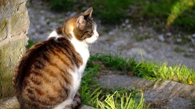 Wildkatzen vermischen sich in Deutschland nur selten mit Hauskatzen