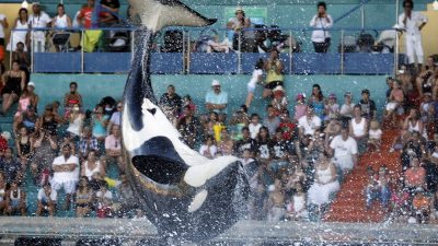 SeaWorld – eine „Schande für die Menschheit“: Schreckliche Lebensbedingungen für Orcas entlarvt