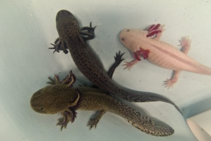 Forscher entschlüsseln komplettes Erbgut des Axolotl