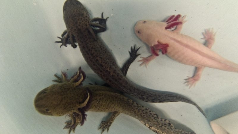 Forscher entschlüsseln komplettes Erbgut des Axolotl
