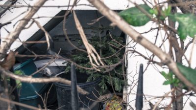 Verheizen, kompostieren oder verfüttern – Über 29 Millionen Weihnachtsbäume müssen entsorgt werden