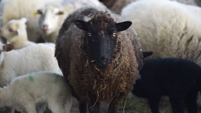 Wieder Schaf aus Berliner Streichelzoo geschlachtet! – Zwei Verdächtige ertappt