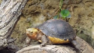Scharnierschildkröte ist Zootier des Jahres