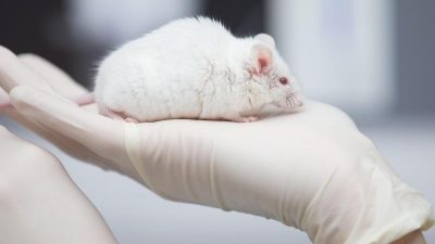 Zahl der Tierversuche 2016 bundesweit gestiegen
