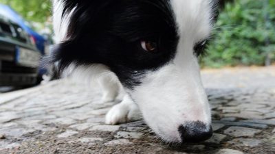 Wissenschaftlich belegt: Hunde können DNA riechen
