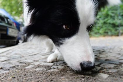 Wissenschaftlich belegt: Hunde können DNA riechen