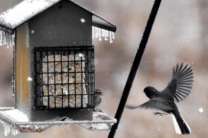 Singvögel im Winter füttern – Eichhörnchen nicht