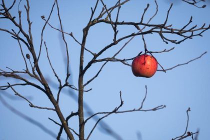 Bauern ernteten im vergangenen Jahr 42 Prozent weniger Baumobst