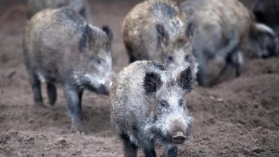 Wildunfall in Sachsen: Neun Wildschweine bei Zusammenstoß getötet – Sachschaden 10.000 Euro