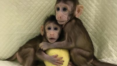 Tierschutzbund kritisiert Klonen von Affen scharf – generelles Verbot des Tierklonens gefordert