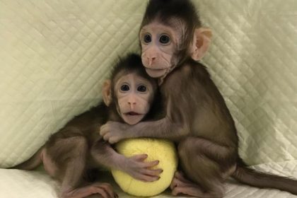 Tierschutzbund kritisiert Klonen von Affen scharf – generelles Verbot des Tierklonens gefordert