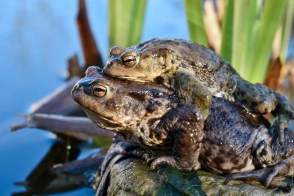 Krötenwanderung beginnt wegen milder Temperaturen schon früh