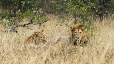 Löwen in Westafrika halten sich nicht an die Grenzen ihrer Schutzgebiete