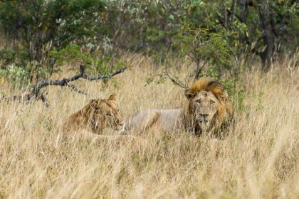 Löwen in Westafrika halten sich nicht an die Grenzen ihrer Schutzgebiete