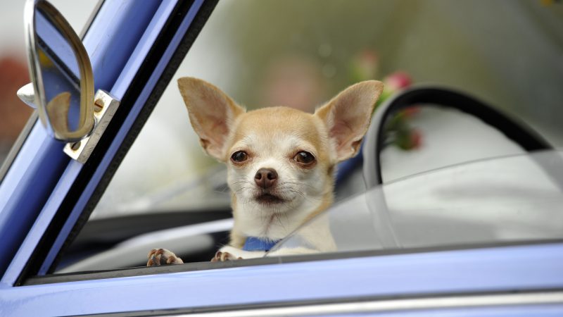Chihuahua-Welpe am Flughafen ausgesetzt – Frauchen hinterließ eine herzzerreißende Nachricht