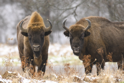 Wiederansiedlung des Wisent in Deutschland möglich: Spreewald, Müritz, Harz und Pfälzer Wald