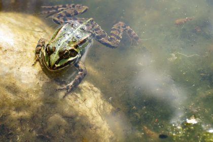 Ein großer Teich war zugefroren – Von Johann Wolfgang von Goethe