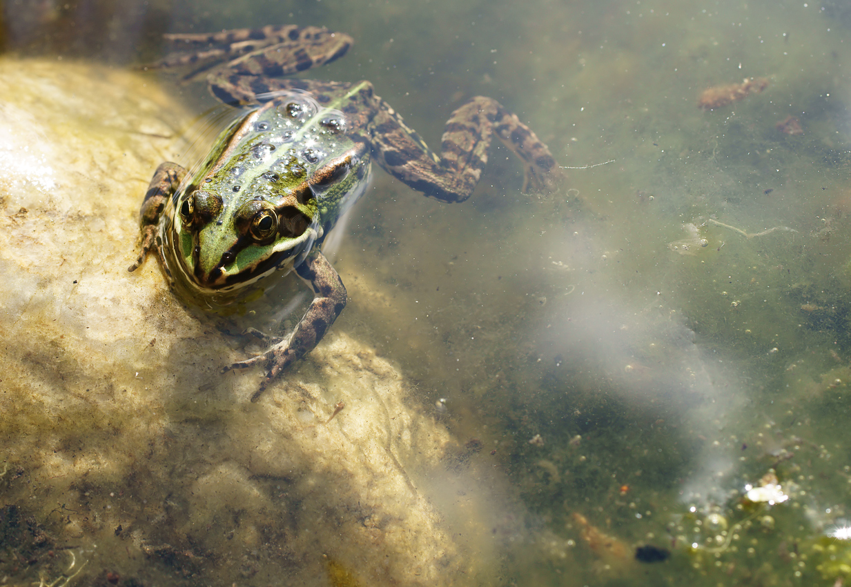 Ein großer Teich war zugefroren Von Johann Wolfgang von Goethe