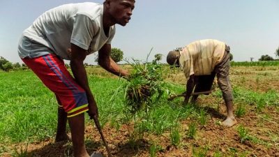 Nigerias blutigster Kampf wird auf den Feldern ausgetragen