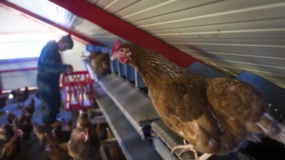Vogelgrippe auf Geflügelfarm in den Niederlanden – 36.000 Tiere vorsorglich getötet