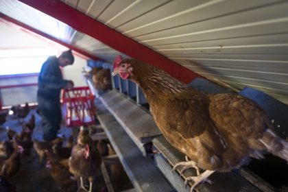 Vogelgrippe auf Geflügelfarm in den Niederlanden – 36.000 Tiere vorsorglich getötet