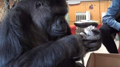 Zum Geburtstag erhielt diese Gorilladame zwei Kätzchen als Geschenk!