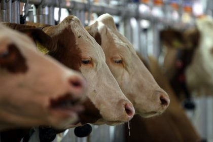 Molkereiunternehmen DMK will Milchbauern Glyphosat nicht verbieten