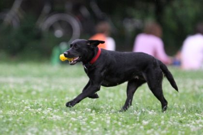 SPD beklagt sich über „Bild“-Bericht: Hunde dürfen nicht abstimmen