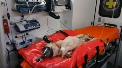 Grausam in Straubing: Mann (27) wirft Hund aus dem Fenster – tot
