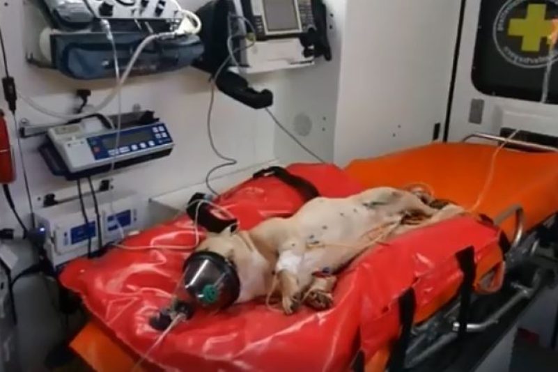 Grausam in Straubing: Mann (27) wirft Hund aus dem Fenster – tot