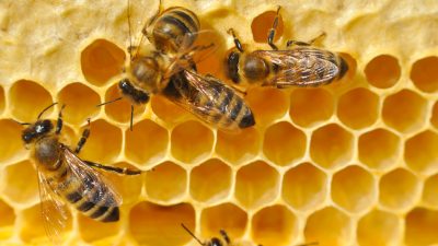 Frankreich verbietet „Bienenkiller“ Neonikotinoide komplett