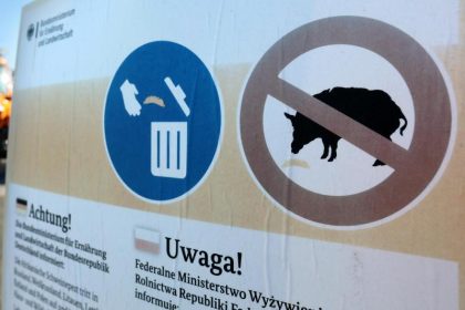 Rasanter Anstieg der Afrikanischen Schweinepest
