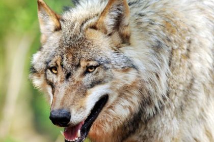 Reinhold Messner sieht Rückkehr des Wolfes kritisch