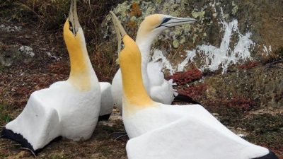 Neuseeland trauert um „einsamsten Vogel der Welt“
