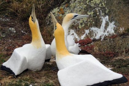 Neuseeland trauert um „einsamsten Vogel der Welt“