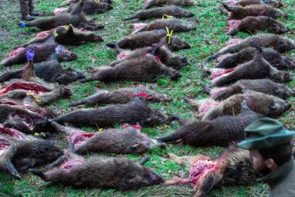 Wildschwein-Preis im Keller: Teilweise nur 60 Cent pro Kilo