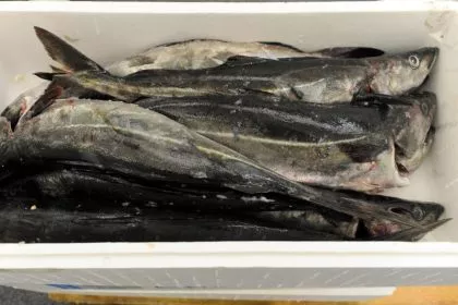 Fischereien auf Nordsee-Seelachs verlieren MSC-Siegel