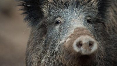 Bundesregierung hebt Schonzeit für Wildschweine auf