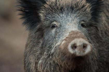 Bundesregierung hebt Schonzeit für Wildschweine auf