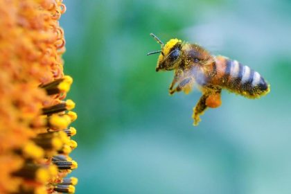 Frankreich verbietet die “Bienenkiller”