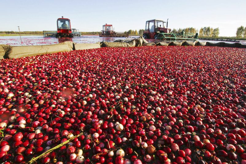 EU stellt Warenliste für mögliche Zölle ins Internet: Reis, Cranberries, Küchenprodukte und Motorräder